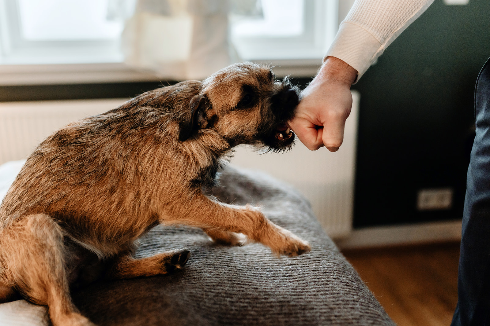 little Icelandic dog bites into the groom's hand 