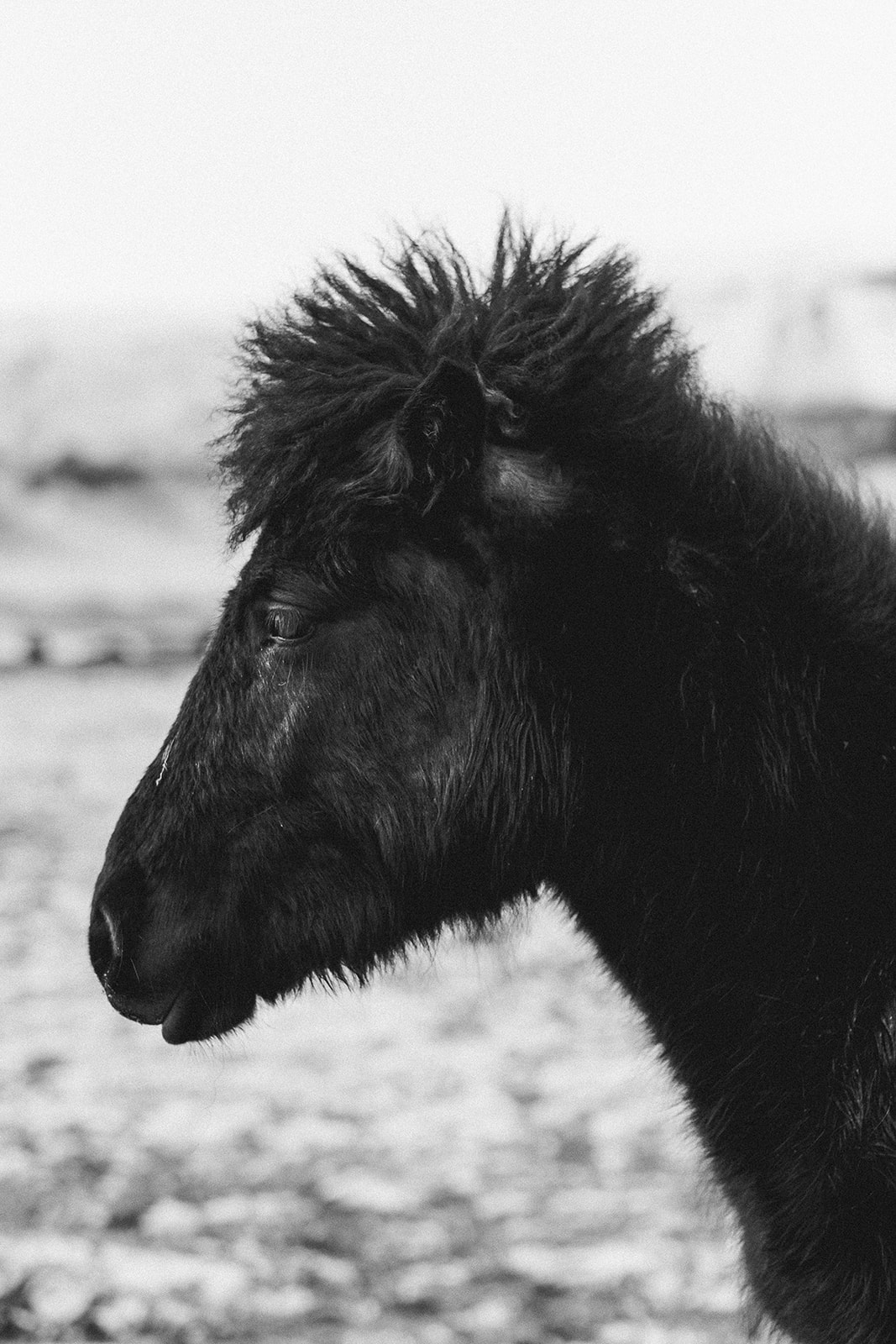 Black Icelandic horse in winter