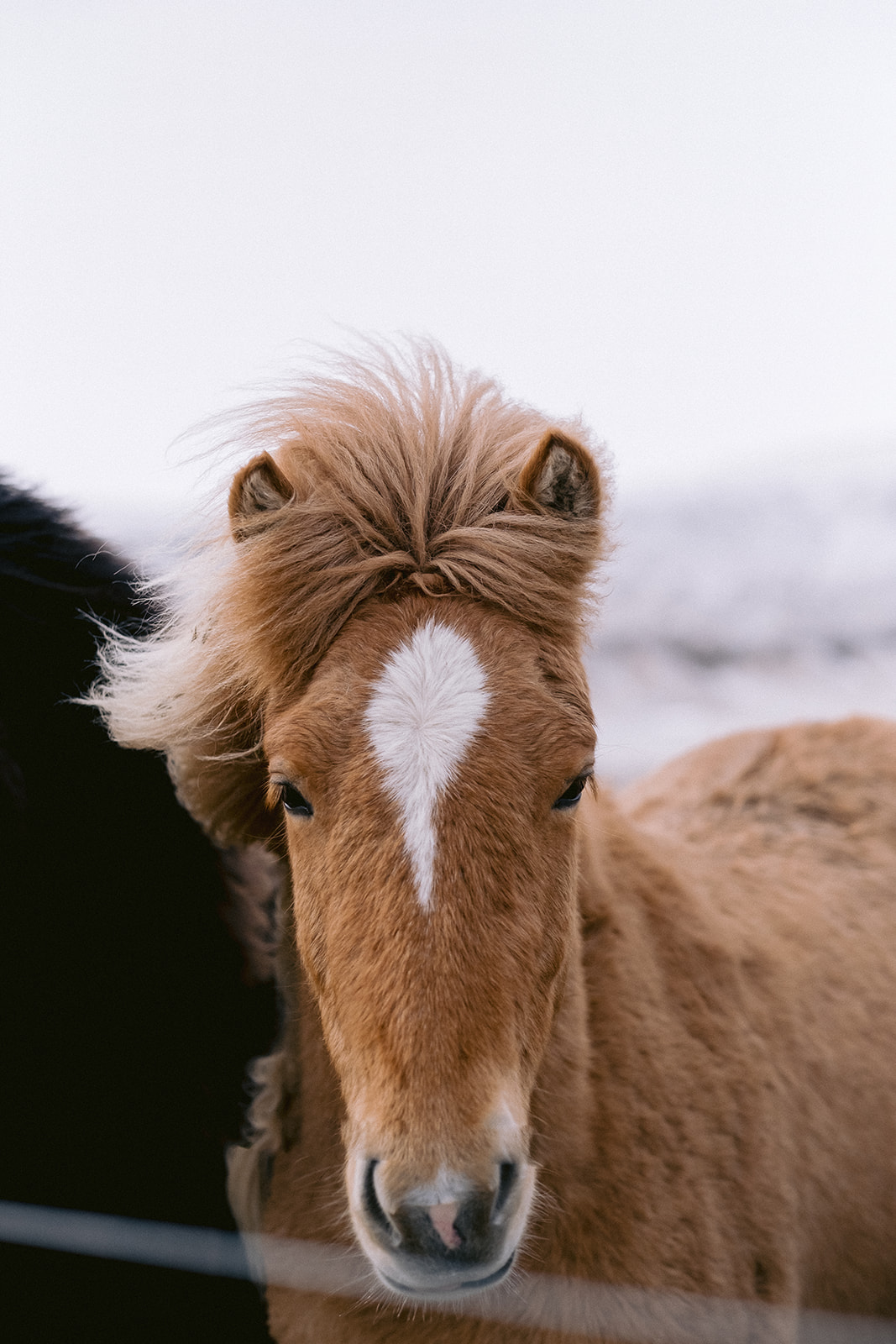 Brown Icelandic horse in winter in Iceland