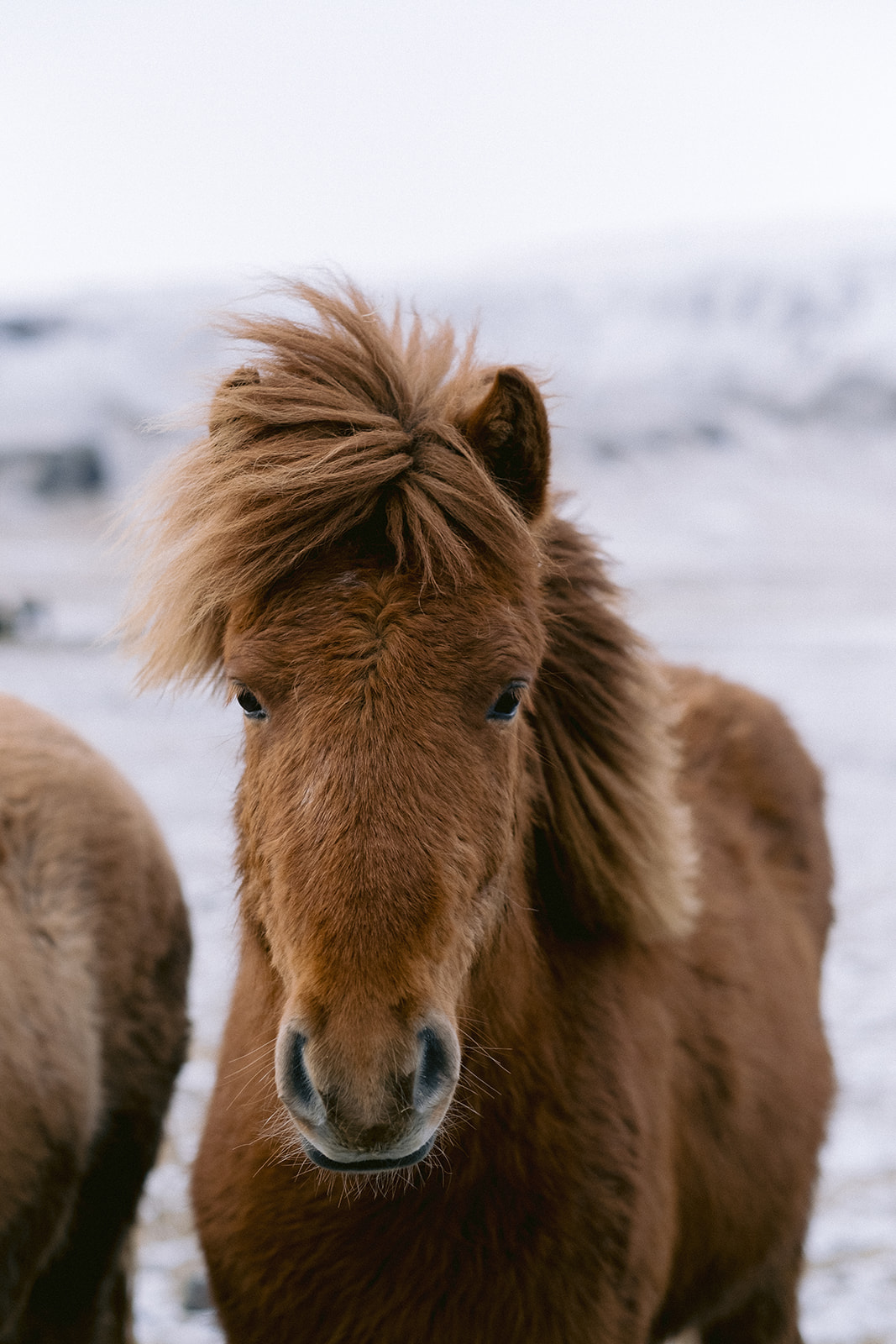 Brown Icelandic horse in winter